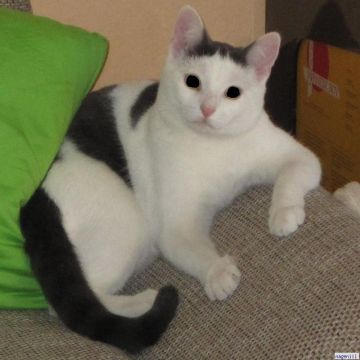 Bild von unserem Kater Merlin
